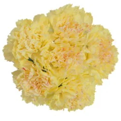 Yellow Carnations 12 Stem - Each