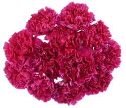 Purple Carnations 12 Stem - Each