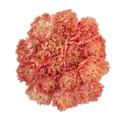 Orange Carnations 12 Stem - Each