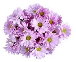 Lavender Poms 9 Stem - Each