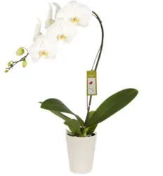 Overjoyed Boutique White Orchid Phalaenopsis 6 Inch Pot - Each