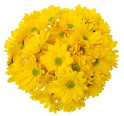 9 Stem Yellow Poms - Each