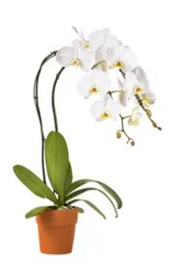 White Orchid Phalaenopsis 3 Inch Ceramic Pot - Each