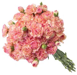 Pink Mini Carnations 8 Stem - Each