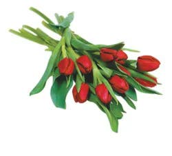 Red Tulips 9 Stem - Each