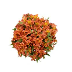 Orange Alstroemeria 9 Stem - Each