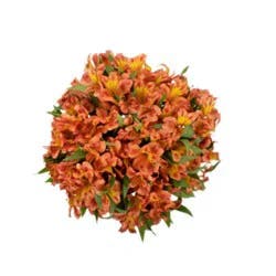 Orange Alstroemeria 9 Stem - Each