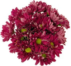 Purple Poms 9 Stem - Each