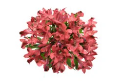 Red Alstroemeria 9 Stem - Each