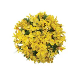 Yellow Alstroemeria 9 Stem - Each