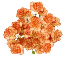 Orange Mini Carnations 8 Stem - Each