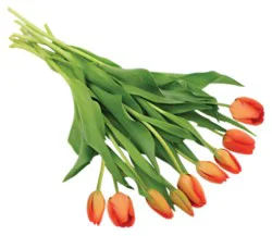 Orange Tulips 9 Stem - Each