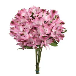 Pink Alstroemeria Bunch - Each