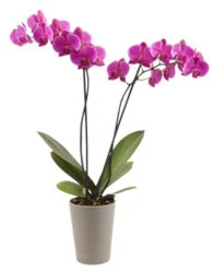 Overjoyed Boutique 6 Inch Purple Orchid Phalaenopsis Pot - Each