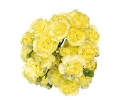 Yellow Mini Carnations 8 Stem - Each
