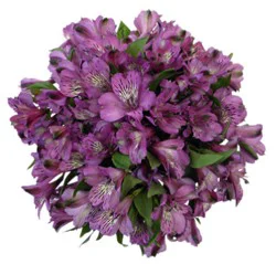 Purple Alstroemeria - Each