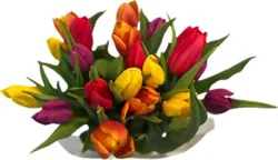 20 Stem Rainbow Tulips - Each