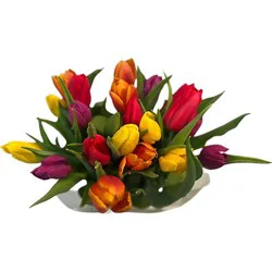 20 Stem Rainbow Tulips - Each