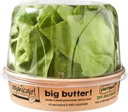 Organic Girl Big Butter Lettuce Head - Ea
