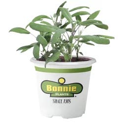 Bonnie Plants Sage Garden Green