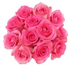 Fresh Pink Roses - Dozen Bunch