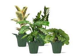 Central Market Assorted Foliage, Variety Varies