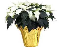 White Poinsettias