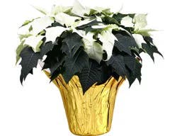 White Poinsettias