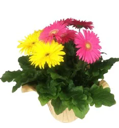 Gerbera 8 In