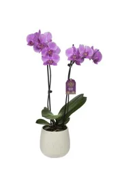 Blooming Orchid In Ceramic Pot