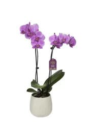 Blooming Orchid In Ceramic Pot