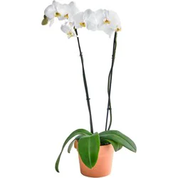 Phalaenopsis Orchid Double