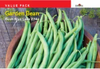 Burpee Garden Bean Bush Blue Lake 274 Value Pack Seeds - Green