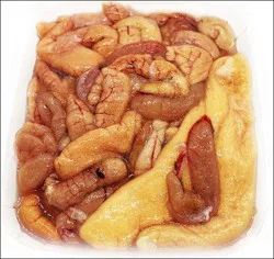 Fish-Eggs Whiting Eggs