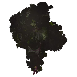 Kale - Purple Flowering