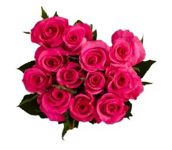 Fresh Hot Pink Roses - Dozen Bunch