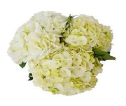 Debi Lilly Design Debi Lilly Hydrangea White 3 Stem