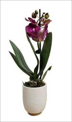 Angel Plants Mini Phalaenopsis Orchid In Ceramic