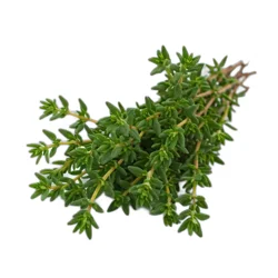 Soli Organic Potted Oregano 8 Cm