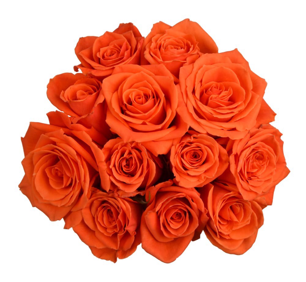 slide 1 of 1, Fresh Orange Roses - Dozen Bunch, 1 ct