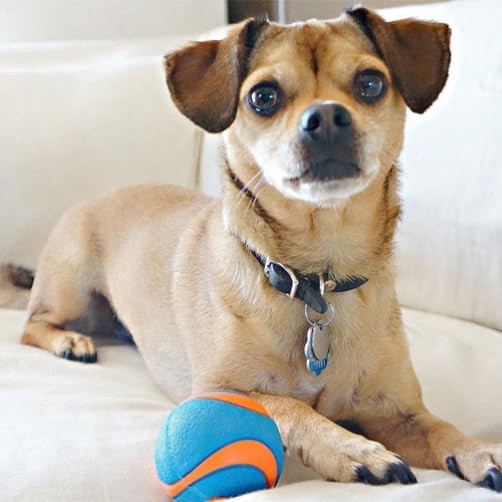 slide 3 of 10, Chuckit!! Ultra Squeaker Ball, 1 ct