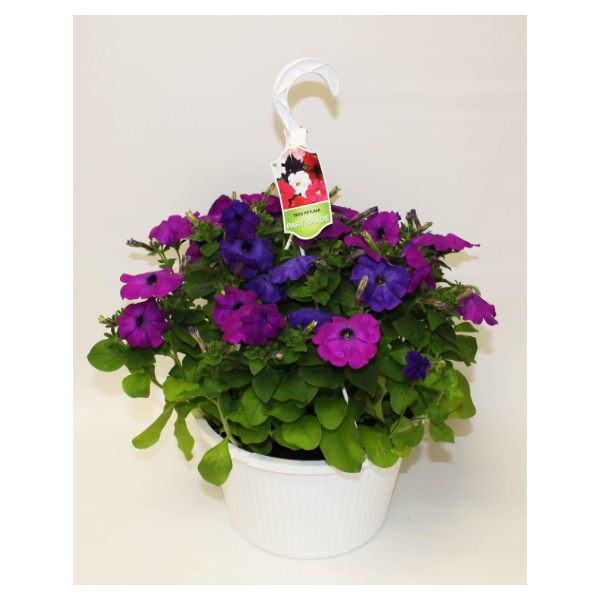 slide 1 of 1, FRESH 10In Hanging Baskets, 10 in