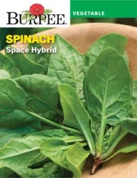 Burpee Spinach, Space Hybrid