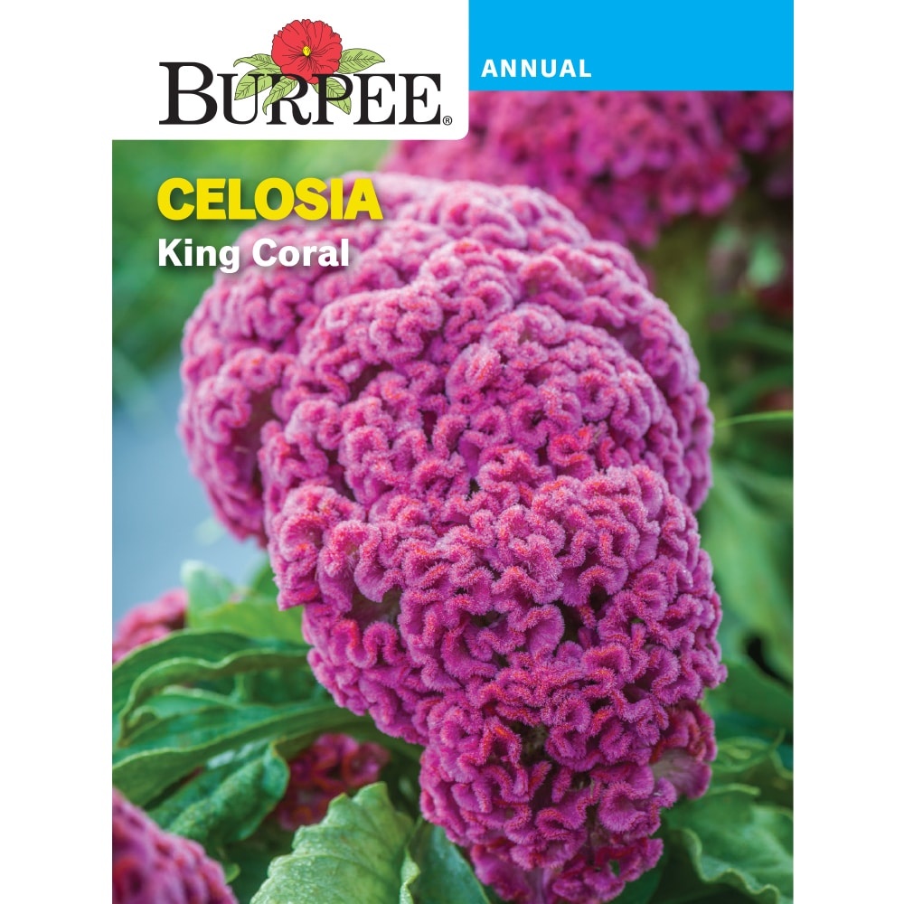 slide 1 of 1, Burpee Celosia King Coral Seed Packet, 1 ct