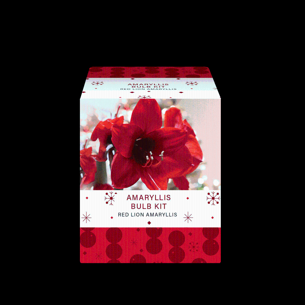 slide 1 of 1, Charlie's Produce Red Lion Amaryllis Bulb Kit, 1 ct