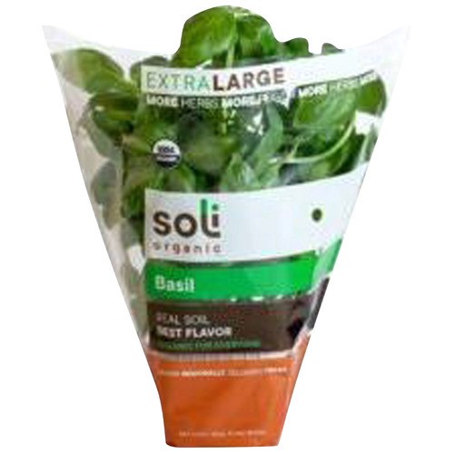 slide 1 of 1, organic potted basil, 1 ct