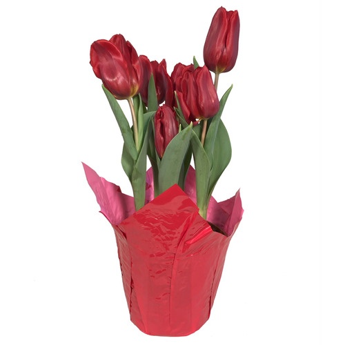 slide 1 of 1, Angel Plants Potted Tulips, 6 in