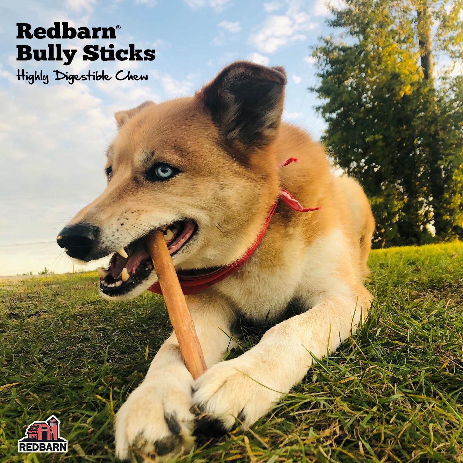 slide 3 of 5, Redbarn 7 Inch Bully Stick, 1 ct