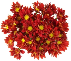 Red/Orange Poms
