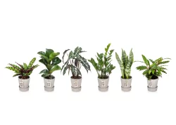 Green Circle Foliage Signature Collection Premium Ast